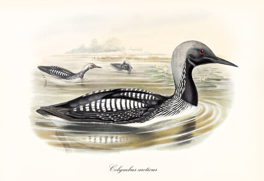 Multicolor black and white striated aquatic bird Black-Troated Loon (Gavia arctica) swimming in the dark water of a pond or lake. Detailed vintage style watercolor art by John Gould London 1862-1873