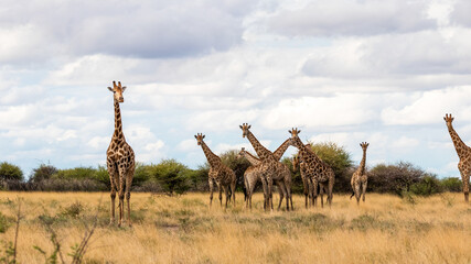 Herd of giraffe in african bush
