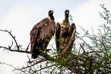 Vulture Couple perched in an African thorn tree