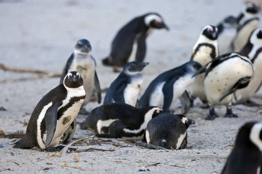 African Penguin at False Bay, Cape Town