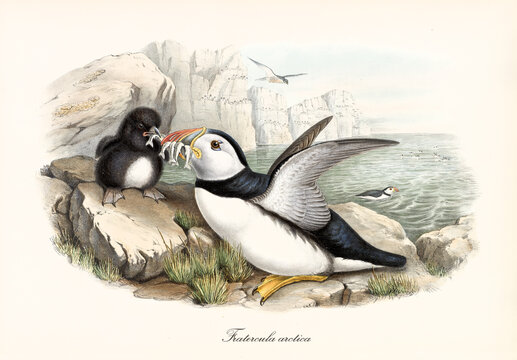 Sea bird Atlantic Puffin (Fratercula arctica) bringing food to cub on rock and high cliff on background. Detailed vintage style watercolor art by John Gould publ. In London 1862-1873