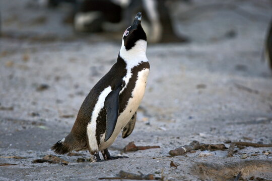 African Penguin at False Bay, Cape Town