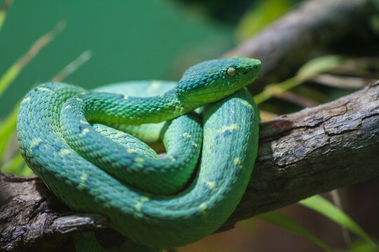 Side-striped Palm-Pit Viper