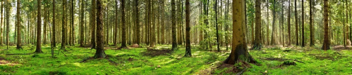 Fotobehang Panorama of a coniferous forest in the light of the morning sun © Günter Albers