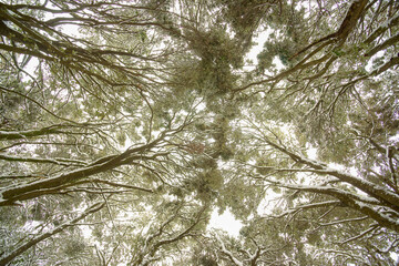 Encinar (Quercus Ilex). Bosc de Son Palou. Orient. Bunyola.Sierra de Tramuntana.Mallorca.Illes Balears.España.