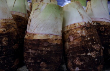 Obraz premium Row of mature taros for selling in Thailand.