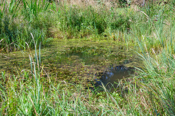 Abandoned wild pond with mud in the middle of the city park