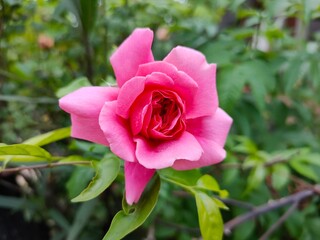 pink rose in garden