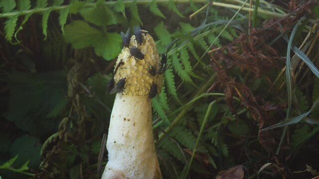 TIMELAPSE, MACRO, DOF: Conical mushroom gets eaten by a horde of wild flies. Flies eat away at a mushroom in the depths of a lush green forest. Flies feeding on a white phallus impudicus mushroom.
