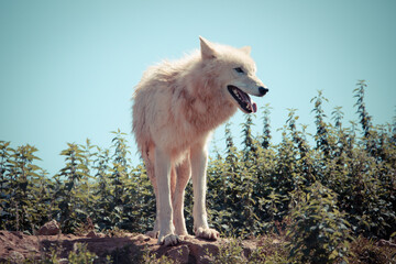 Arctic Wolf