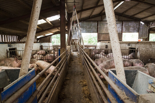 View of indoor pig shed on farm