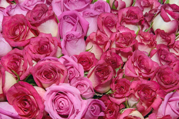  Flower background of rose buds. Colorful.  Close up.