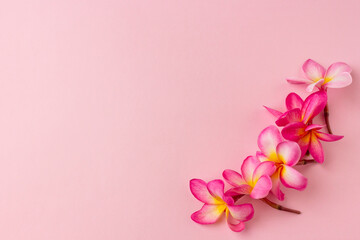 Plumeria flowers flat lay on pink background with copy space.
