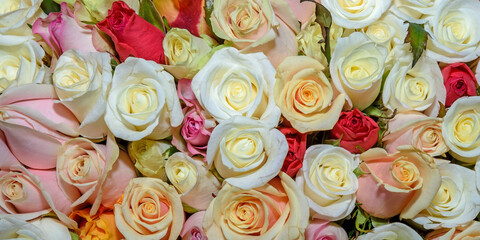 Background of beautiful flowers. Сlose up. Panorama.