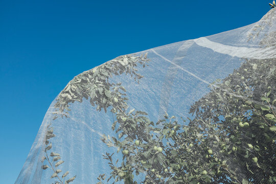 Protective netting covering apple tree