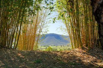View between sunlit bamboo clumps to a green landscape and mountain in the distance. Maryvale, Queensland, Australia. 