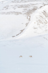 Fototapeta na wymiar Two reindeers in winter scenery in Svalbard