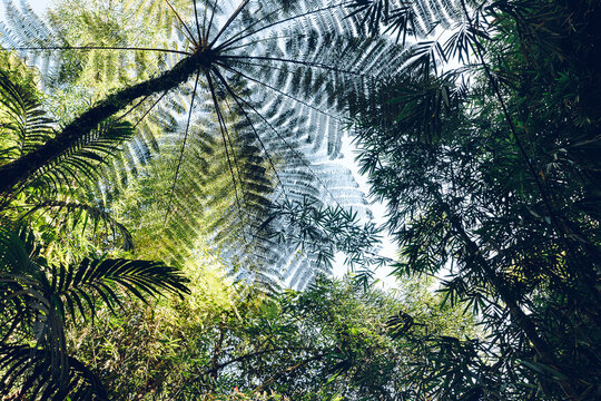Abstract low angle view of the treetops in equatorial forest