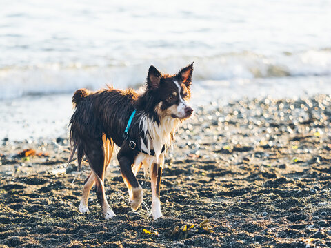 border collie dog playing at beach alone