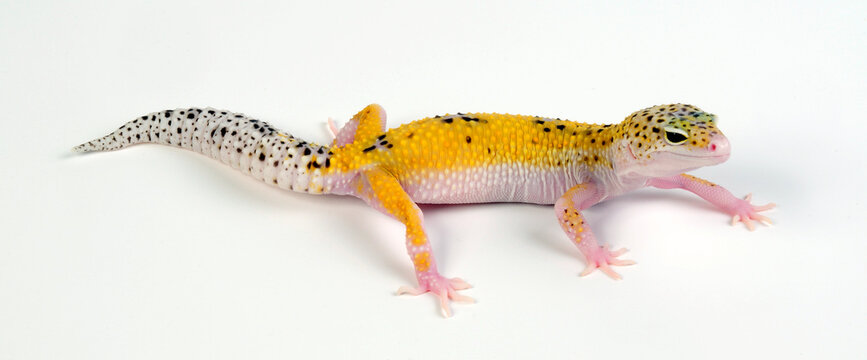 Leopard gecko / Leopardgecko (Eublepharis macularius) - white yellow eclipse