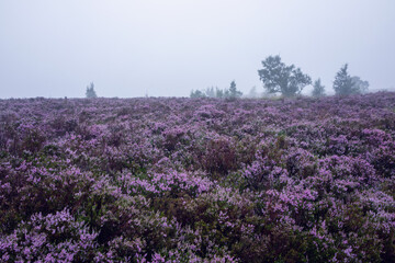 Fototapeta na wymiar Misty Heather Moorland