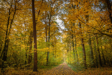 autumn in the forest