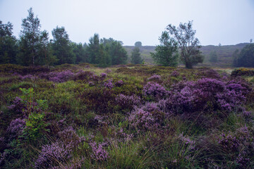 Heather Moorland in the Mist