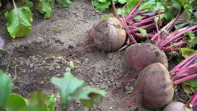 Big Beet is lying on the ground in the garden. Harvesting red beets in the garden. Close-up.