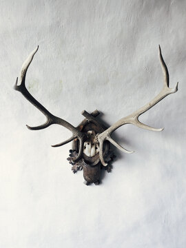 Hunting Trophy