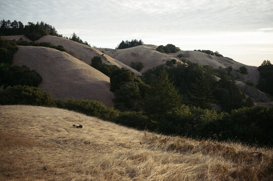 Rolling hills on top of Mount Tam.