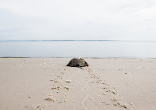 Horseshoe crab makes its way into the ocean