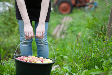 A young woman's hands holding large black pail with red plums in a orchard. Farmers hands with...