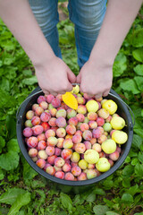 A large black bucket with red plums held in the hands of a young woman. Farmers hands with freshly harvested plums. Plum harvest. Top view.