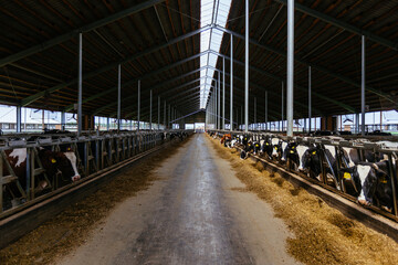 Obraz premium Diary cows in modern free livestock stall