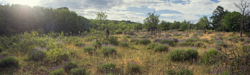 Tihany, Őslevendulás