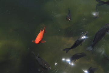 fish swim in the lake, goldfish in the pond