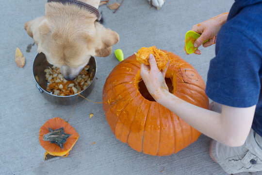 series of boy carving halloween pumpkin