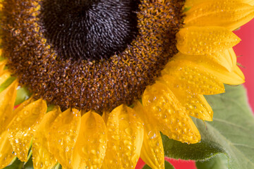 Macro de um lindo Girassol