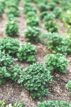 A Row Of Plants