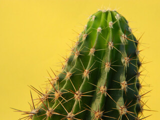 Closeup shot of a cactus © Aleksandra Antic/Wirestock