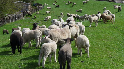 Schafe und Lämmer auf dem Weserdeich