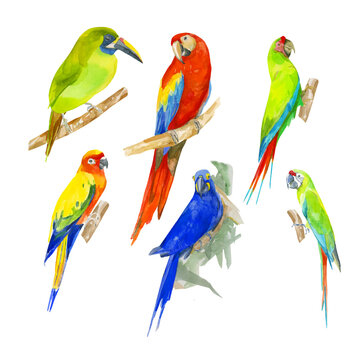 Watercolor illustration of set exotic parrots collection. Red-blue Macaw and yellow Ara. Vector design of hand drawn tropical birds isolated elements on the white background.
