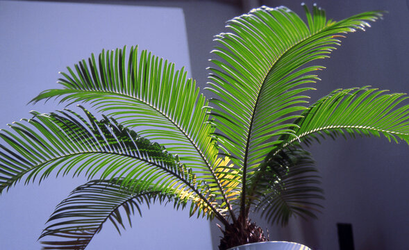 Beautiful palm tree in a vase