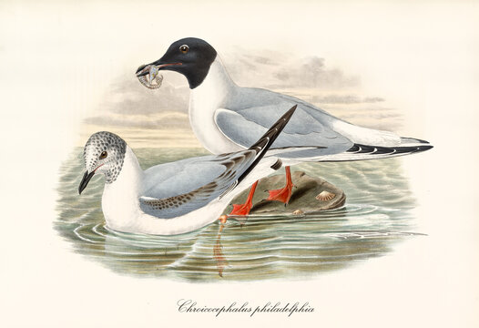 Bonaparte's Gull (Chroicocephalus Philadelphia) Bird Eating Seahorse On Sea Rock. Detailed Vintage Style Watercolor Art By John Gould London 1862-1873