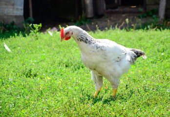 Rooster on a traditional free range poultry, organic farm , grazing of the farm on the grass with copy space