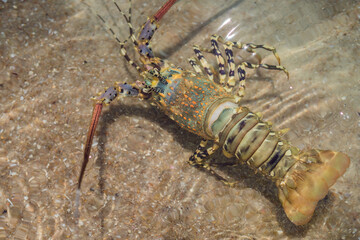 Spiny lobster inhabits tropical and subtropical waters