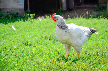 Rooster on a traditional free range poultry, organic farm , grazing of the farm on the grass with copy space