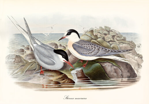 Couple of Arctic Tern (Sterna paradisaea) birds on sea low rocks looking for food. Detailed vintage watercolor style art by John Gould London 1862-1873