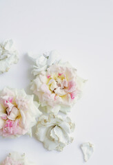 Fototapeta na wymiar Fresh Flower photo flat lay, fresh roses background, fashion image