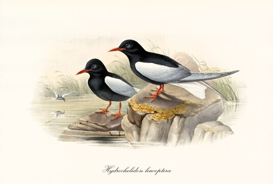 Couple of White-Winged Tern (Chlidonias leucopterus) looking around on little rocks of pond. Detailed vintage style watercolor art by John Gould London 1862-1873